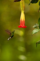 Mountain Velvetbreast hummingbird (Lafresnaya lafresnayi) approaching a flower. Guango cloud forest, Ecuador.