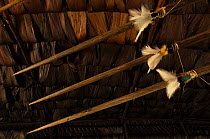 Huaorani lances decorated with feathers. These are used for hunting and combat weapons. Gabaro Community, Yasuni National Park, Ecuador, June 2007.