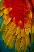 Detail of the wing of a Scarlet Macaw (Ara macao). Captive. Gabaro Huaorani Indian community, Yasuni National Park, Ecuador, June.
