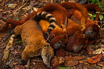 Bushmeat hunted by Huaorani Indians. South American Coati (Nasua nasua), and three Red Howler monkeys (Alouatta seniculus). Gabaro Community, Yasuni National Park, Ecuador, June 2007.