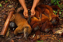 Bushmeat hunted by Huaorani Indians being tied up. South American Coati (Nasua nasua), and three Red Howler monkeys (Alouatta seniculus). Gabaro Community, Yasuni National Park, Ecuador, June 2007.