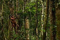 Huaorani man hunting with his blowgun. Gabaro Community, Yasuni National Park, Ecuador, June 2007. Model release #GA07.