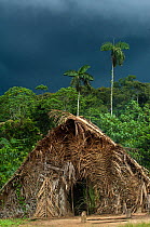 Huaorani Indian house. The houses are made by constructing a frame from cut logs and covering it with palm leaves. Gabaro Community, Yasuni National Park, Ecuador, June 2007.