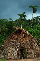 Huaorani Indian house. The houses are made by constructing a frame from cut logs and covering it with palm leaves. Gabaro Community, Yasuni National Park, Ecuador, June 2007.