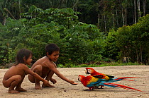 Huaorani Indian children playing with pet Scarlet Macaws (Ara macao).  Gabaro Community, Yasuni National Park, Ecuador, June 2007.
