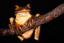 Gladiator Frog (Hypsiboas / Hyla boans). Captive. Chocó Region of northwest Ecuador on Colombian Border, Ecuador.