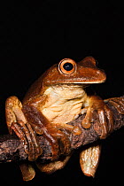 Gladiator Frog (Hypsiboas / Hyla boans). Captive. Chocó Region of northwest Ecuador on Colombian Border, Ecuador.