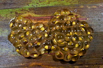 Glass Frog (Hyalinobatrachium aureoguttatum) eggs. Captive. Chocó Region of northwest Ecuador on Colombian Border, Ecuador.