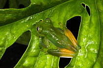 Glass Frog (Espadarana callistomma / centrolenidae). Captive. Chocó Region of northwest Ecuador.