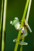 Glass Frog (Espadarana callistomma / centrolenidae). Captive. Chocó Region of northwest Ecuador.