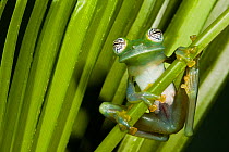 Glass Frog (Espadarana callistomma / centrolenidae). Captive. Choc Region of northwest Ecuador.