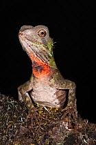 Guichenot's Dwarf Iguana / Iguanid Lizard (Enyaliodes laticeps). Amazon Rainforest, Pastaza Province, South Ecuador.
