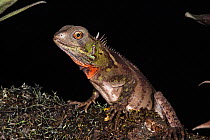 Guichenot's Dwarf Iguana / Iguanid Lizard (Enyaliodes laticeps). Amazon Rainforest, Pastaza Province, South Ecuador.