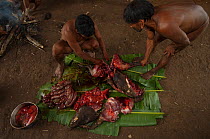 Huaorani Indians butchering a peccary before boiling or smoking it. Bameno Community. Yasuni National Park, Ecuador, May 2007.