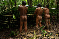 Huaorani Indian men building a shelter. Bameno Community, Yasuni National Park, Ecuador, May 2007.