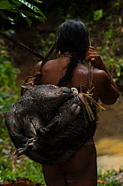 Huaorani Indian carrying home a White-lipped peccary that he hunted with his lance. The lances are made from a palm trunk. Bameno Community, Yasuni National Park, Ecuador, May 2007.