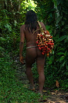 Huaorani man carrying Chonta palm nuts which are boiled then eaten. Bameno Community, Yasuni National Park, Ecuador, May 2007. Model release B#2.
