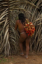 Huaorani man carrying Chonta palm nuts which are boiled then eaten. Bameno Community, Yasuni National Park, Ecuador, May 2007. Model release B#2.