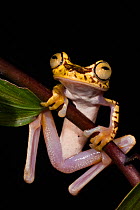 Imbabura Treefrog (Hypsiboas picturatus). Captive. Chocó Region of north west Ecuador.