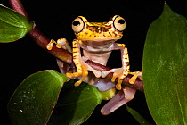 Imbabura Treefrog (Hypsiboas picturatus). Captive. Choc Region of north west Ecuador.
