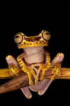 Imbabura Treefrog (Hypsiboas picturatus). Captive. Chocó Region of north west Ecuador.