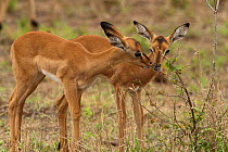 Two Impala (Aepyceros melampus) babies. Kruger National Park, South Africa, November.