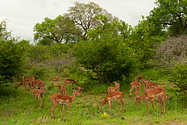 Impala (Aepyceros melampus) herd in savanna habitat. Kruger National Park, South Africa, December.