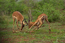 Impala (Aepyceros melampus) rams fighting. Kruger National Park, South Africa, November.