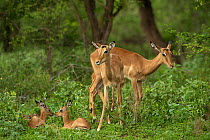 Impala (Aepyceros melampus) females with young. Kruger National Park, South Africa, November.