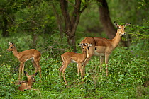 Impala (Aepyceros melampus) females and young. Kruger National Park, South Africa, November.