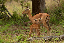 Impala (Aepyceros melampus) female and young. Kruger National Park, South Africa, November.