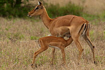 Impala (Aepyceros melampus) young suckling from its mother. Kruger National Park, South Africa, November.