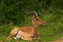 Impala (Aepyceros melampus) ram resting. Kruger National Park, South Africa, December.