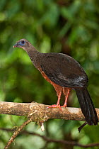 Sickle-winged Guan (Chamaepetes goudotii) standing on a branch. Mindo cloud forest, Ecuador.