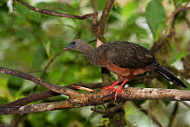 Sickle-winged Guan (Chamaepetes goudotii) standing on a branch. Mindo cloud forest, Ecuador.