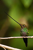 Sword-billed Hummingbird (Ensifera ensifera), the only species of bird to have a bill longer than the rest of its body. Yanacocha Reserve cloud forest, Ecuador.