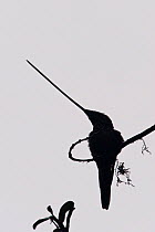 Silhouette of a Sword-billed Hummingbird (Ensifera ensifera), the only species of bird to have a bill longer than the rest of its body. Yanacocha Reserve cloud forest, Ecuador.
