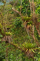 Epiphytic Bromeliads in forest canopy. Mindo cloud forest, Ecuador.