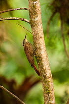 Montane Woodcreeper (Lepidocolaptes lacrymiger). Mindo cloud forest, Ecuador.