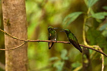 Buff-tailed Coronet hummingbirds (Boissonneaua flavescens) interacting. Mindo cloud forest, Ecuador.