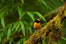 Orange-bellied Euphonia (Euphonia xanthogaster). Mindo cloud forest, Ecuador.