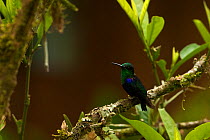 Green-crowned Woodnymph hummingbird (Thalurania fannyi). Mindo cloud forest, Ecuador.