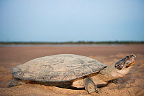 Giant River Turtle (Podocnemis expansa) after laying. La Playita Beach, Orinoco River, Venezuela.