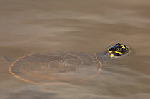 Yellow-spotted River Turtles / Side Necked Terrapin (Podocnemis unifilis). A captive ready for reintroduction. Orinoco River, Apure Province, Venezuela. South America.