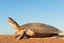 Giant River Turtle (Podocnemis expansa) after laying eggs. Orinoco River, Venezuela.