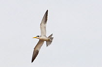 Large-billed Tern (Phaetusa simplex) in flight. Orinoco River, Apure Province, Venezuela.
