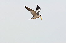 Large-billed Tern (Phaetusa simplex) in flight. Orinoco River, Apure Province, Venezuela.