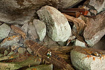 Mopoyo burial site. Here the bodies which are bound in palm leaves are placed under a granite overhang or shallow cave. Orinoco River, Apure Province, Venezuela, February 2009.
