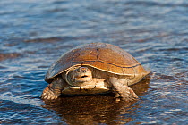 Savanna Side-necked Turtle (Podocnemis vogli) in shallow water. Orinoco River, Apure Province, Venezuela.