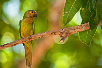 Brown-throated Parakeet (Aratinga pertinax) perching. Orinoco River, Apure Province, Venezuela / Colombia border.
